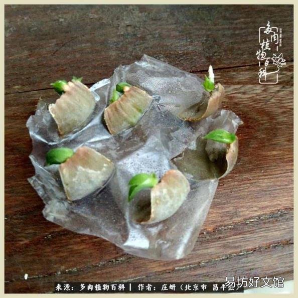 仙人球常见品种 仙人球品种