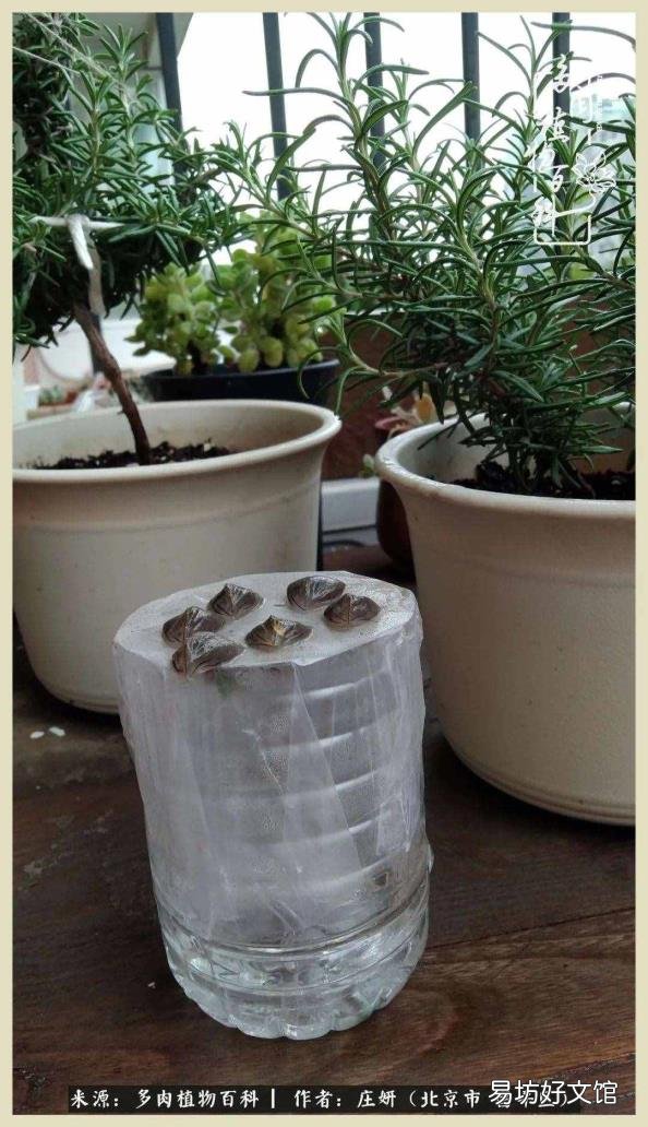 仙人球常见品种 仙人球品种