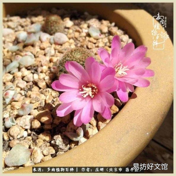 仙人球常见品种 仙人球品种
