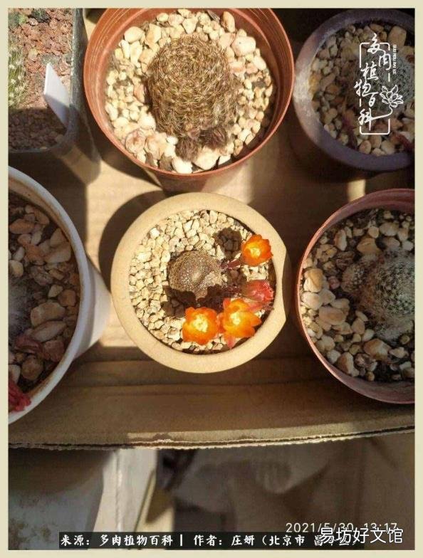 仙人球常见品种 仙人球品种