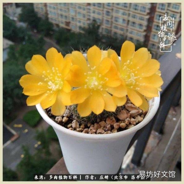 仙人球常见品种 仙人球品种