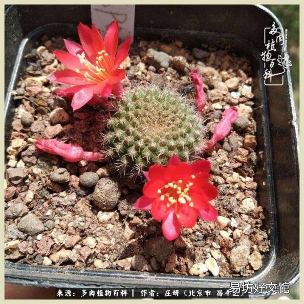 仙人球常见品种 仙人球品种