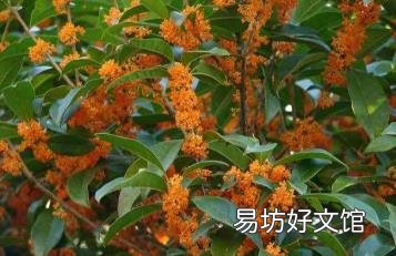丹桂花与桂花的区别 丹桂花