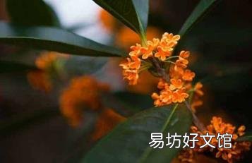 丹桂花与桂花的区别 丹桂花