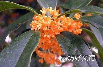 丹桂花与桂花的区别 丹桂花