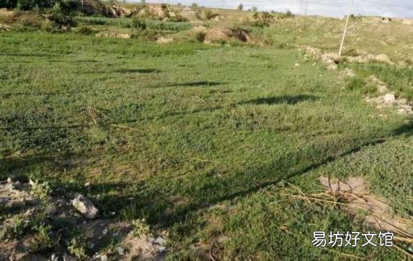 儿歌大全100首连续播放 小草歌曲