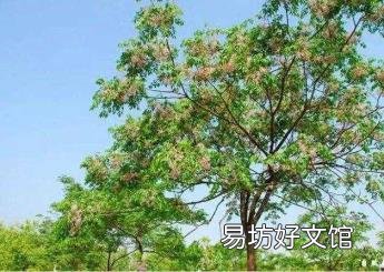 苦楝树的作用与功效 苦楝树