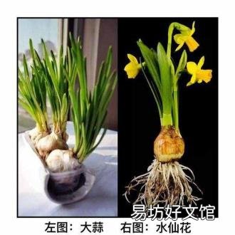 水仙花能毒死人吗 水仙花有毒吗