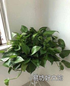 绿萝应该怎么养呢 绿萝怎么养