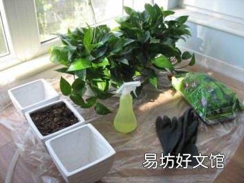 绿萝应该怎么养呢 绿萝怎么养