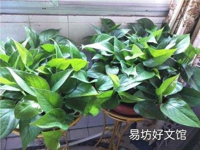 绿萝应该怎么养呢 绿萝怎么养