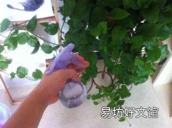 绿萝应该怎么养呢 绿萝怎么养