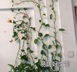 绿萝应该怎么养呢 绿萝怎么养