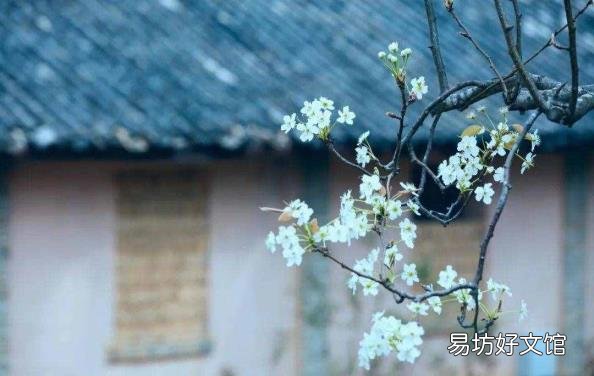 眼睛的睛可以组什么词 眼的组词