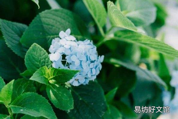 眼睛的睛可以组什么词 眼的组词