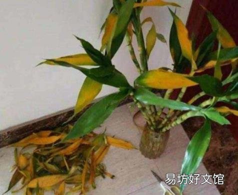 养富贵竹叶子发黄怎么办 富贵竹叶子发黄怎么救