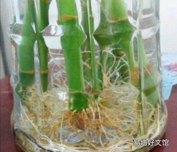 养富贵竹叶子发黄怎么办 富贵竹叶子发黄怎么救