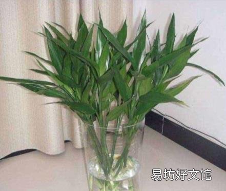 养富贵竹叶子发黄怎么办 富贵竹叶子发黄怎么救