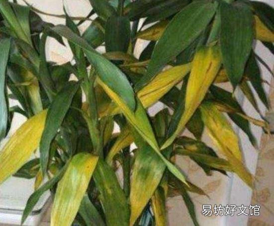 养富贵竹叶子发黄怎么办 富贵竹叶子发黄怎么救