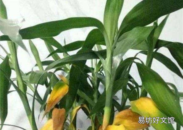 养富贵竹叶子发黄怎么办 富贵竹叶子发黄怎么救