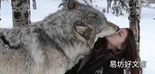 最大的犬科动物是什么,有没有像老虎、狮子一样凶猛的?