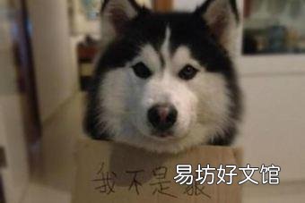 最大的犬科动物是什么,有没有像老虎、狮子一样凶猛的?