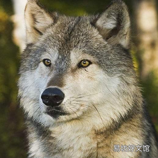 最大的犬科动物是什么,有没有像老虎、狮子一样凶猛的?