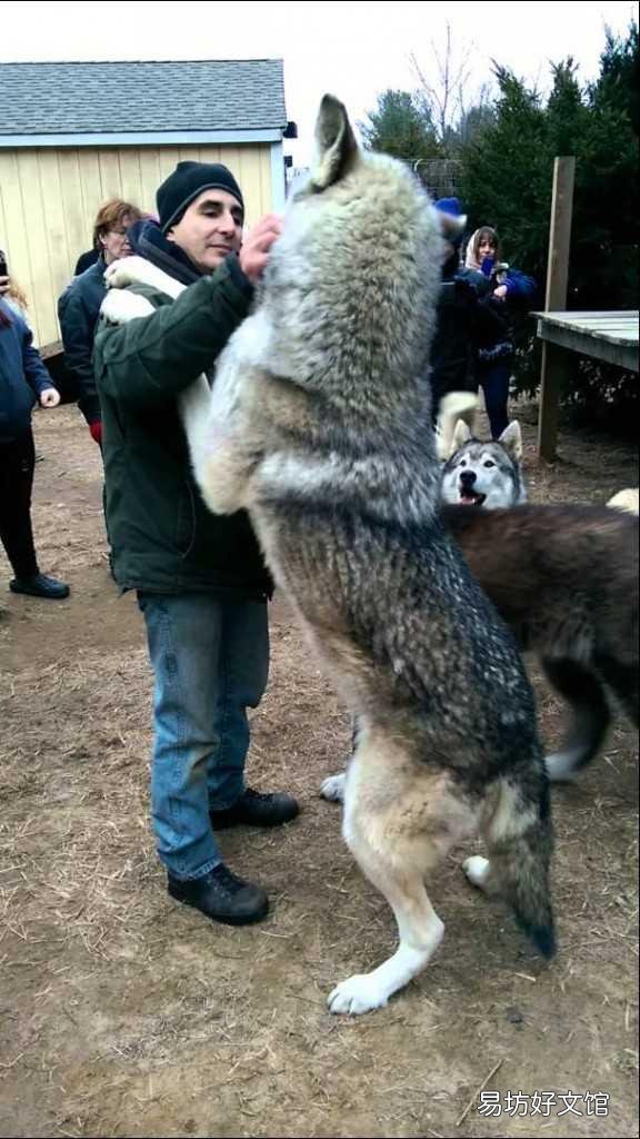 最大的犬科动物是什么,有没有像老虎、狮子一样凶猛的?