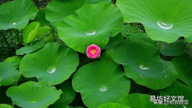 与植物有关的诗歌 植物诗歌大全集