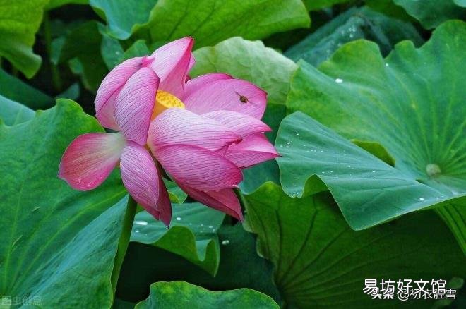 与植物有关的诗歌 植物诗歌大全集