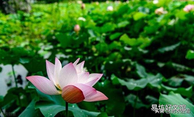 与植物有关的诗歌 植物诗歌大全集