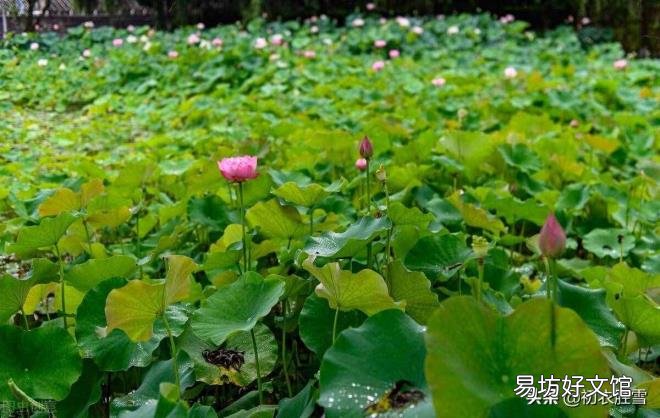 与植物有关的诗歌 植物诗歌大全集