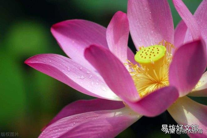 与植物有关的诗歌 植物诗歌大全集