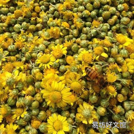 野菊花阅读答案三年级 野菊花阅读