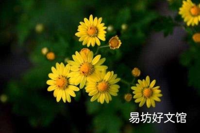 野菊花阅读答案三年级 野菊花阅读