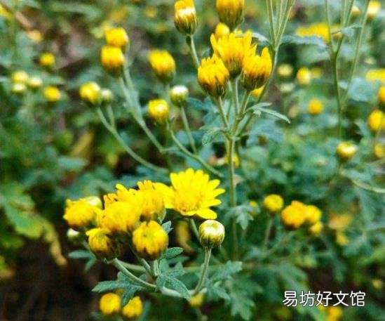 野菊花阅读答案三年级 野菊花阅读
