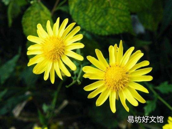 野菊花阅读答案三年级 野菊花阅读