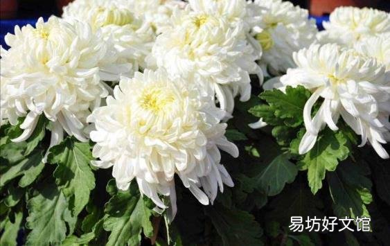 野菊花阅读答案三年级 野菊花阅读