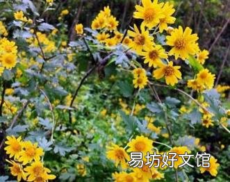 野菊花阅读答案三年级 野菊花阅读