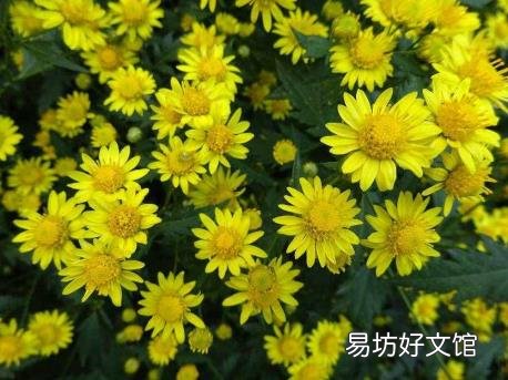 野菊花阅读答案三年级 野菊花阅读