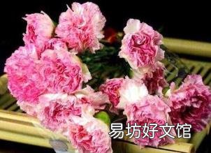 康乃馨花代表什么意思 康乃馨花代表什么