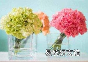 康乃馨花代表什么意思 康乃馨花代表什么