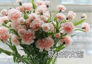康乃馨花代表什么意思 康乃馨花代表什么