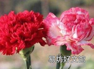 康乃馨花代表什么意思 康乃馨花代表什么