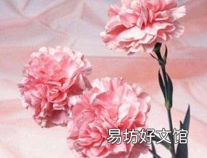 康乃馨花代表什么意思 康乃馨花代表什么