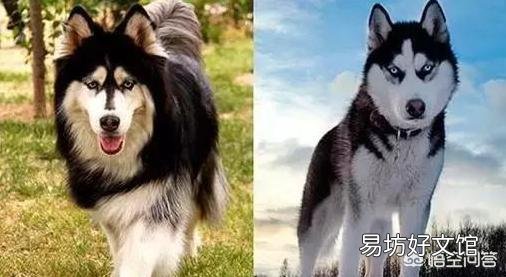 阿拉斯加和哈士奇有什么区别?怎么区分?
