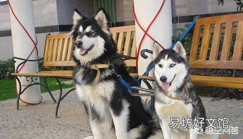 阿拉斯加和哈士奇有什么区别?怎么区分?