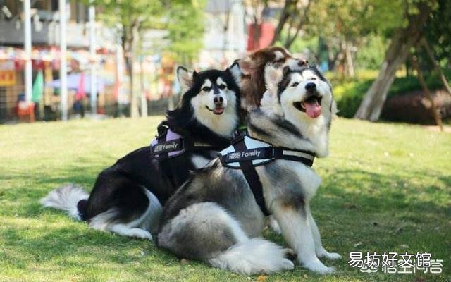 阿拉斯加和哈士奇有什么区别?怎么区分?