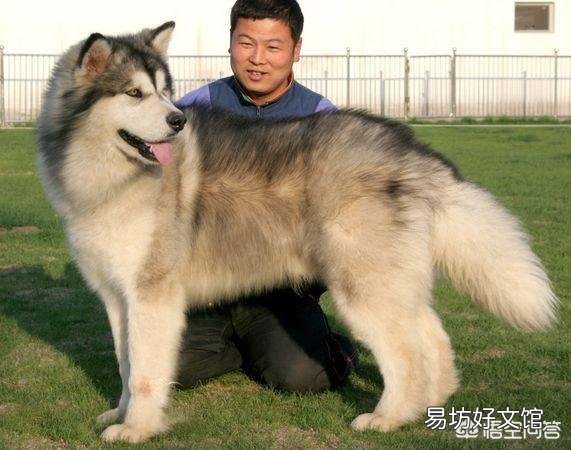 阿拉斯加和哈士奇有什么区别?怎么区分?