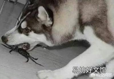 阿拉斯加和哈士奇有什么区别?怎么区分?